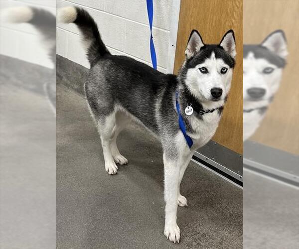 Medium Photo #1 Siberian Husky Puppy For Sale in Forestville, MD, USA