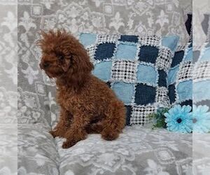 Mother of the Poodle (Toy) puppies born on 10/14/2026