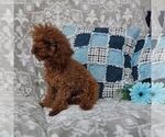 Small Photo #1 Poodle (Toy) Puppy For Sale in ARTHUR, IL, USA