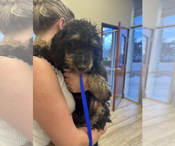 Medium Photo #1 Bernese Mountain Dog-Poodle (Miniature) Mix Puppy For Sale in Valrico, FL, USA