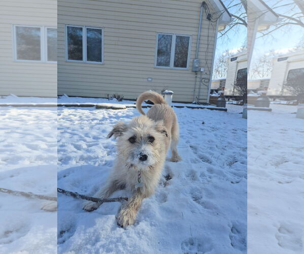 Medium Photo #13 Cairn Terrier-Unknown Mix Puppy For Sale in Techny, IL, USA