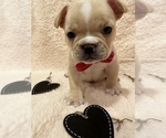 Small Photo #3 French Bulldog Puppy For Sale in ELKHORN, WI, USA
