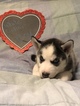 Small Photo #2 Siberian Husky Puppy For Sale in MOORE, SC, USA