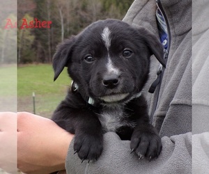 Australian Cattle Dog-Labrador Retriever Mix Puppy for sale in HYDE PARK, VT, USA