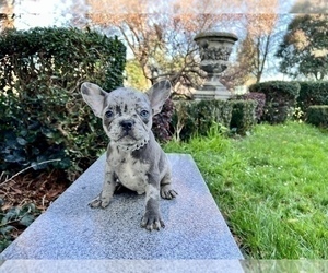 Medium French Bulldog