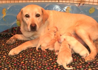Mother of the Labrador Retriever puppies born on 01/19/2018