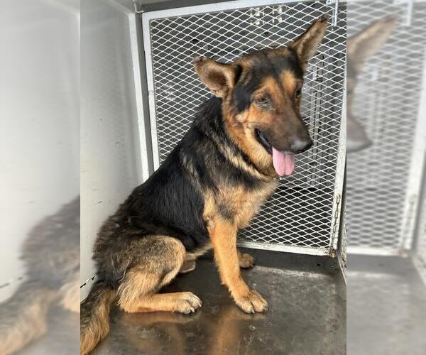 Medium Photo #1 German Shepherd Dog Puppy For Sale in Bakersfield, CA, USA
