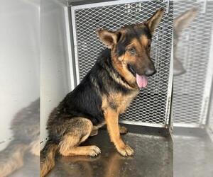 German Shepherd Dog Dogs for adoption in Bakersfield, CA, USA
