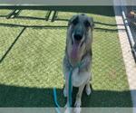 Small #1 German Shepherd Dog Mix