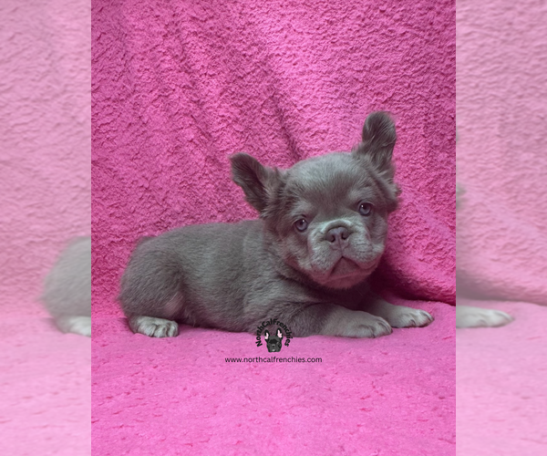 Medium Photo #3 French Bulldog Puppy For Sale in SACRAMENTO, CA, USA