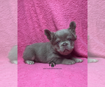 Summer - Female French Bulldog Puppy for Sale - Photo #3
