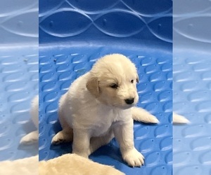 English Cream Golden Retriever Puppy for Sale in YUMA, Arizona USA