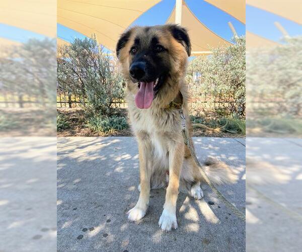 Medium Photo #1 Anatolian Shepherd-Unknown Mix Puppy For Sale in Grand Prairie, TX, USA