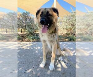 Anatolian Shepherd-Unknown Mix Dogs for adoption in Grand Prairie, TX, USA