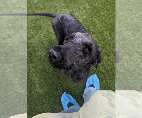 Medium Photo #1 Poodle (Miniature)-Unknown Mix Puppy For Sale in Woodbury, NY, USA