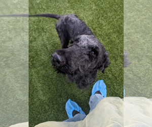 Poodle (Miniature)-Unknown Mix Dogs for adoption in Woodbury, NY, USA