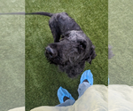 Small Poodle (Miniature) Mix