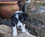 Small Photo #12 Border Collie Puppy For Sale in HARRISON, ID, USA