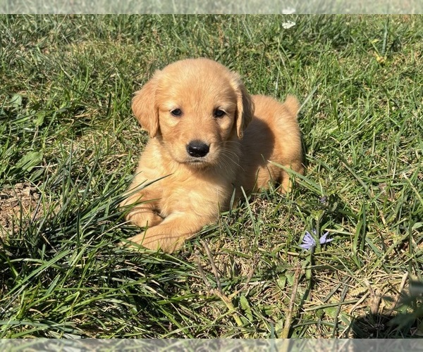 Medium Photo #1 Golden Retriever Puppy For Sale in RIGA, MI, USA