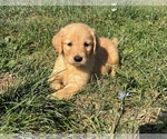 Image preview for Ad Listing. Nickname: Ginger