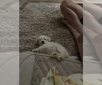 Small #3 Maltipoo (Miniature)
