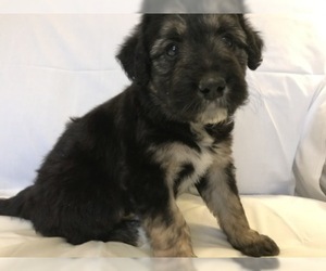 Bordoodle Puppy for sale in BOISE, ID, USA