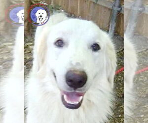 Great Pyrenees Dogs for adoption in Spring, TX, USA