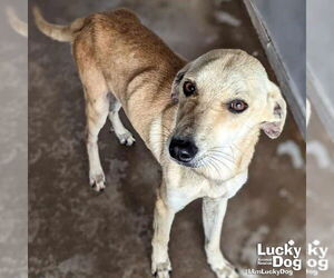 Labrador Retriever-Retriever  Mix Dogs for adoption in Washington, DC, USA