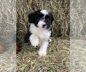 Aussiedoodle Miniature  Puppy for sale in CHARLESTON, WV, USA