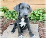 Puppy 5 Australian Cattle Dog-Labrador Retriever Mix