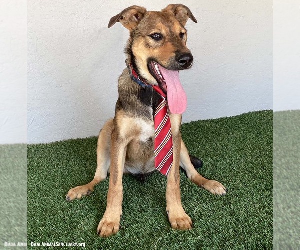 Medium Photo #3 Shepradors Puppy For Sale in San Diego, CA, USA