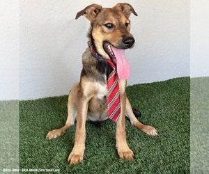 Brody - Male Shepradors Dog for Adoption - Photo #3