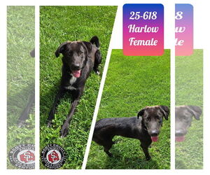 Labrador Retriever-Unknown Mix Dogs for adoption in Georgetown, KY, USA