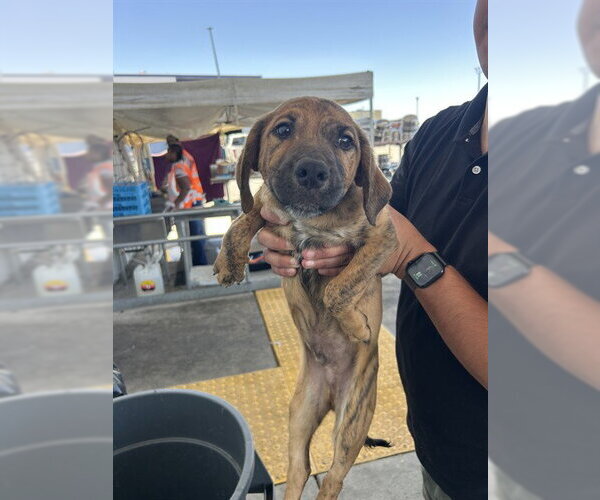 Medium Photo #1 Mutt Puppy For Sale in Bakersfield, CA, USA