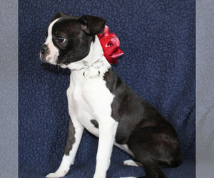 Boston Terrier Puppy for sale in BROOKSVILLE, FL, USA
