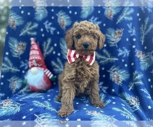 Medium Photo #5 Cock-A-Poo Puppy For Sale in LAKELAND, FL, USA