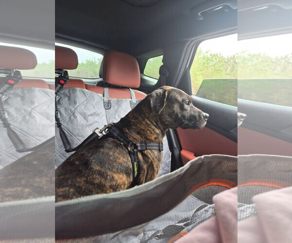 Medium Photo #8 American Staffordshire Terrier-Unknown Mix Puppy For Sale in Myrtle Beach, SC, USA