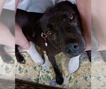 Small American Staffordshire Terrier-Labrador Retriever Mix
