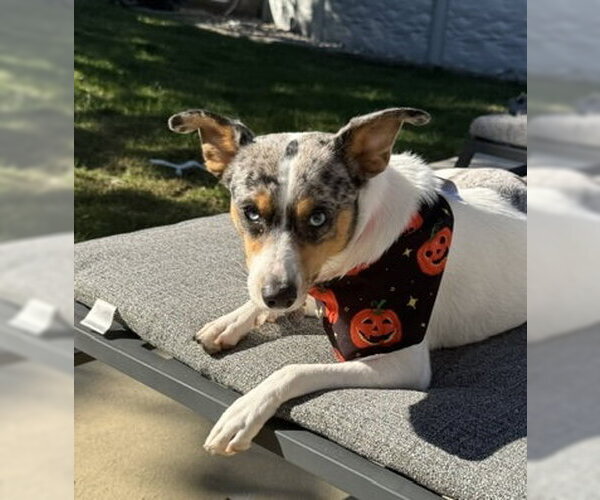Medium Photo #2 Mutt Puppy For Sale in Oakhurst, NJ, USA