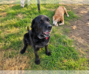 Mercedes - Female Labrador Retriever Dog for Adoption - Photo #4
