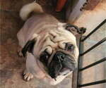 Small Photo #1 Pug Puppy For Sale in HILLSDALE, MI, USA