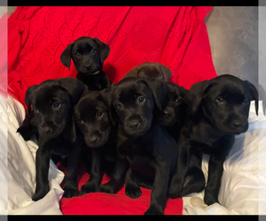 Labrador Retriever Puppy for Sale in REDDING, California USA