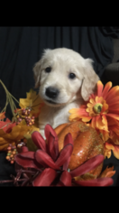 Golden Retriever Puppy for sale in MULVANE, KS, USA