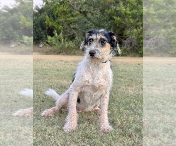 Medium Photo #3 Mutt Puppy For Sale in PIPE CREEK, TX, USA