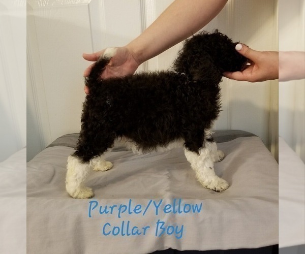 Medium Photo #4 Poodle (Standard) Puppy For Sale in GREENVILLE, TX, USA