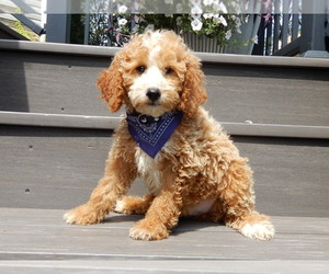 Goldendoodle (Miniature) Puppy for sale in WOOSTER, OH, USA