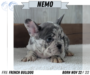 Medium French Bulldog