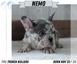 Puppy Nemo French Bulldog
