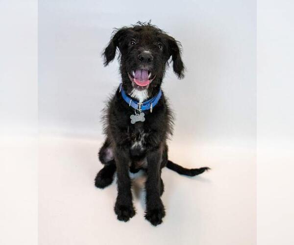 Medium Photo #6 Mutt Puppy For Sale in Kennesaw, GA, USA