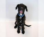 Small #5 Mutt